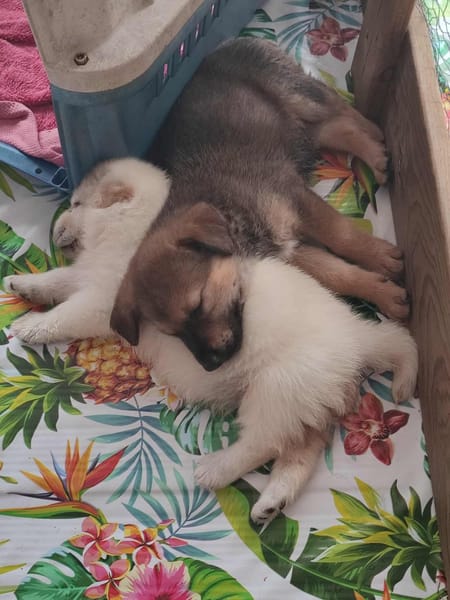 Licia, femelle X berger née le 01/09/2025 🐶