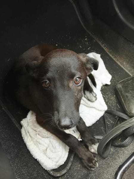 Highway, mâle berger, né le 21/06/2025 🐶