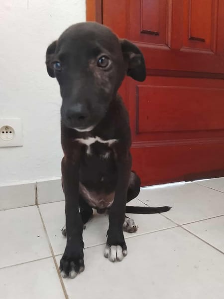 Highway, mâle berger, né le 21/06/2025 🐶