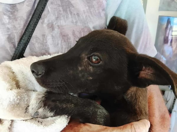 Highway, mâle berger, né le 21/06/2025 🐶