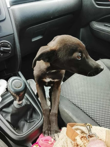 Highway, mâle berger, né le 21/06/2025 🐶