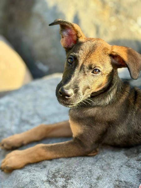 Brownie, femelle croisée berger, née le 01/08/2025 🐶