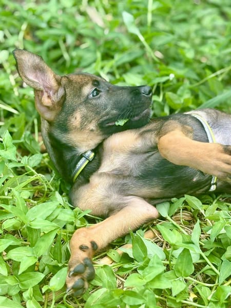 Brownie, femelle croisée berger, née le 01/08/2025 🐶