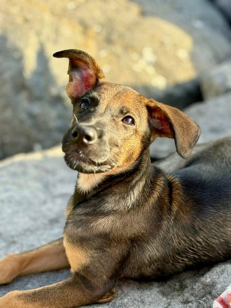 Brownie, femelle croisée berger, née le 01/08/2025 🐶