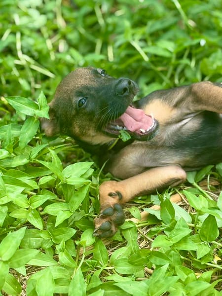 Brownie, femelle croisée berger, née le 01/08/2025 🐶