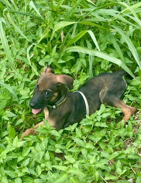 Brownie, femelle croisée berger, née le 01/08/2025 🐶