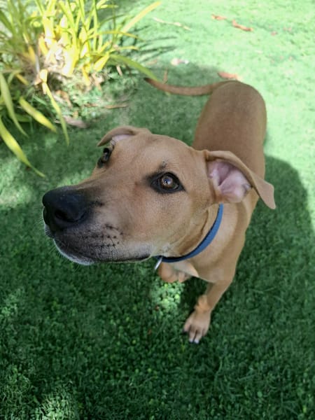 Barton, mâle croisé berger, né le 15/06/2025 🐶