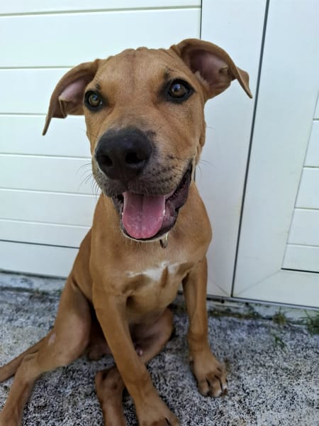 Barton, mâle croisé berger, né le 15/06/2025 🐶