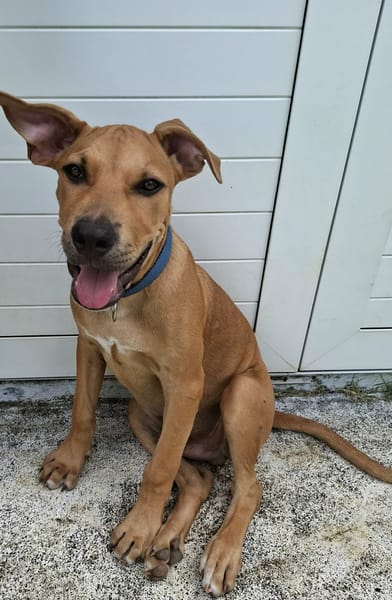 Barton, mâle croisé berger, né le 15/06/2025 🐶