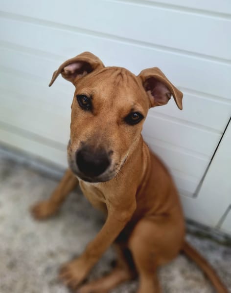 Barton, mâle croisé berger, né le 15/06/2025 🐶