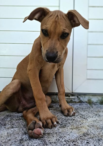 Barton, mâle croisé berger, né le 15/06/2025 🐶