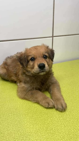 Astonn, mâle X berger, né le 01/09/2025 🐶