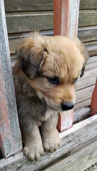 Astonn, mâle X berger, né le 01/09/2025 🐶