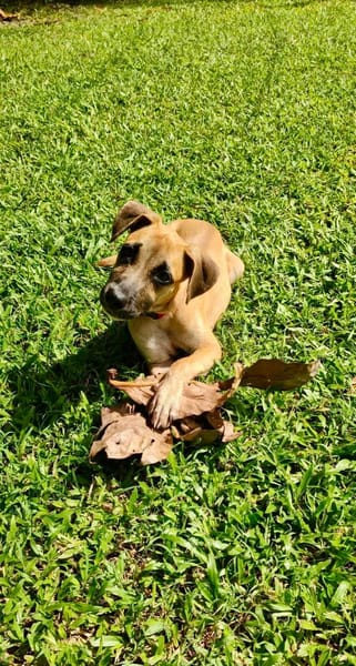 Anuka, femelle berger, née le 15/06/2025 🐶