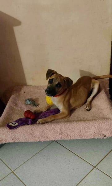 Anuka, femelle berger, née le 15/06/2025 🐶