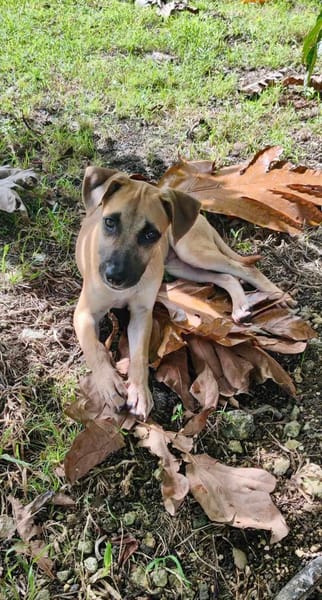 Anuka, femelle berger, née le 15/06/2025 🐶