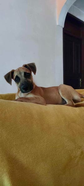 Anuka, femelle berger, née le 15/06/2025 🐶