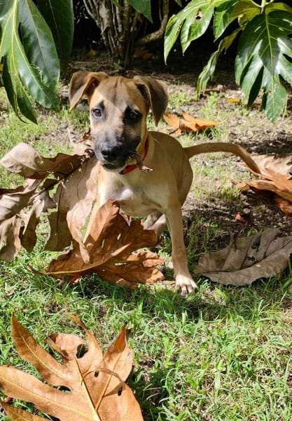 Anuka, femelle berger, née le 15/06/2025 🐶