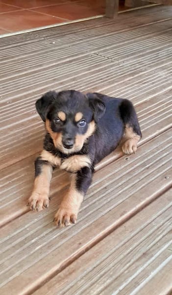 Aïta, femelle Xberger, née le 01/09/2025 🐶