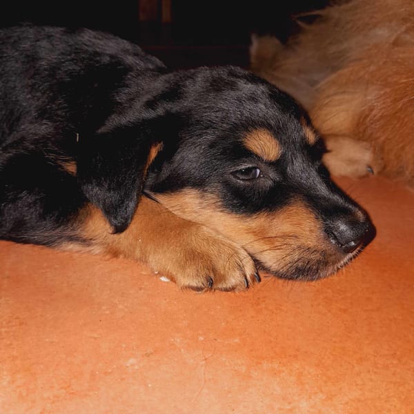 Aïta, femelle Xberger, née le 01/09/2025 🐶