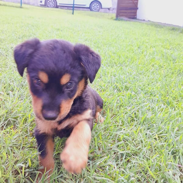 Aïta, femelle Xberger, née le 01/09/2025 🐶