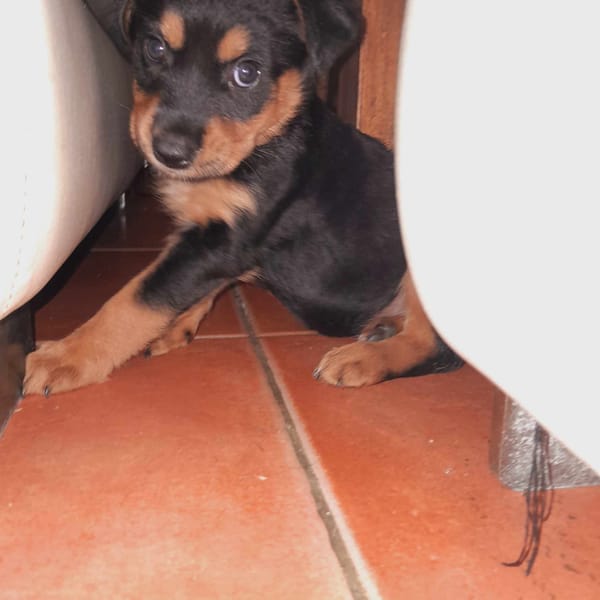 Aïta, femelle Xberger, née le 01/09/2025 🐶