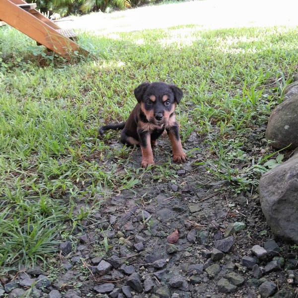 Aïta, femelle Xberger, née le 01/09/2025 🐶