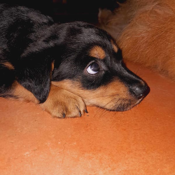 Aïta, femelle Xberger, née le 01/09/2025 🐶