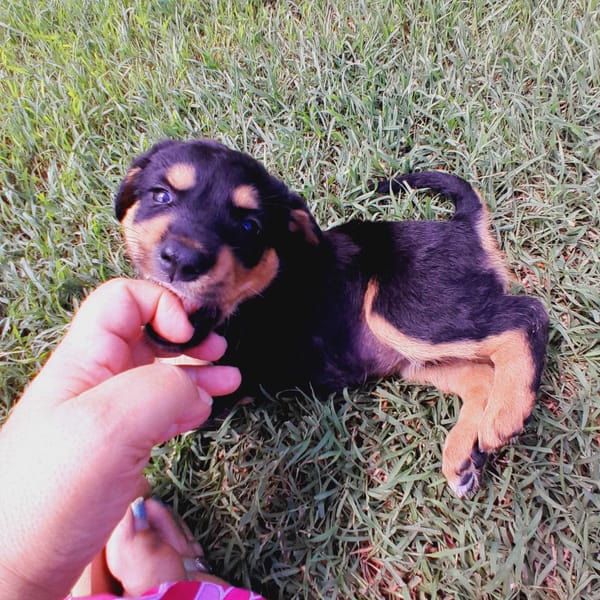 Aïta, femelle Xberger, née le 01/09/2025 🐶