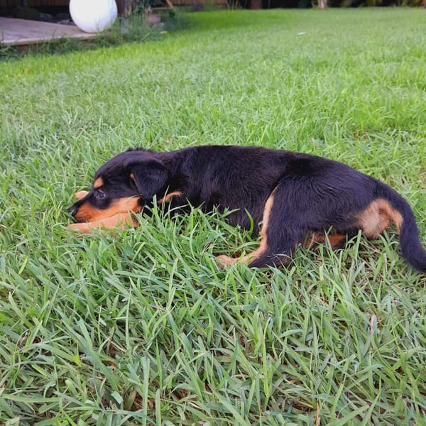 Aïta, femelle Xberger, née le 01/09/2025 🐶