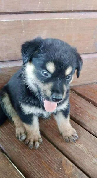 Aelig, mâle X berger, né le 01/09/2025 🐶