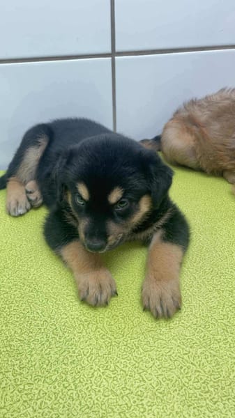 Aelig, mâle X berger, né le 01/09/2025 🐶