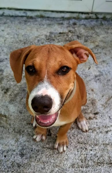 Aéla, femelle croisée berger, née le 15/06/2025 🐶