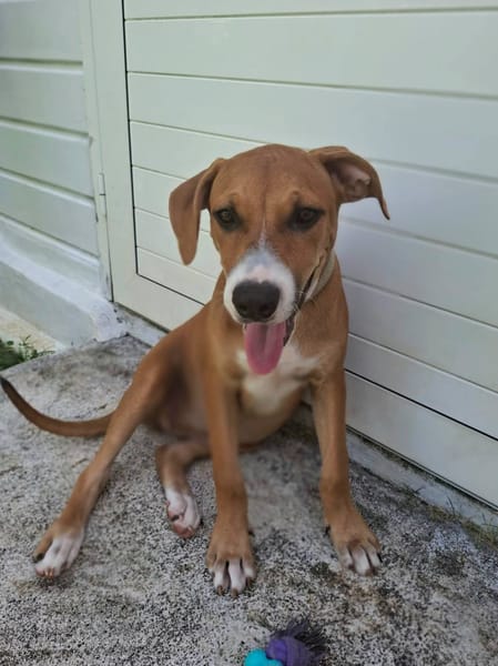 Aéla, femelle croisée berger, née le 15/06/2025 🐶