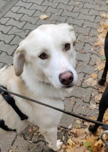 Der große, tolle Dawn sucht sein Zuhause