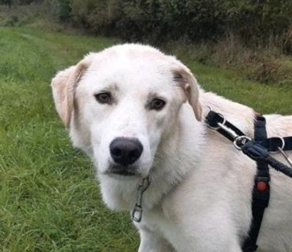 Der große, tolle Dawn sucht sein Zuhause