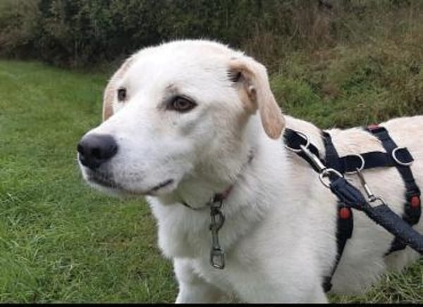 Der große, tolle Dawn sucht sein Zuhause