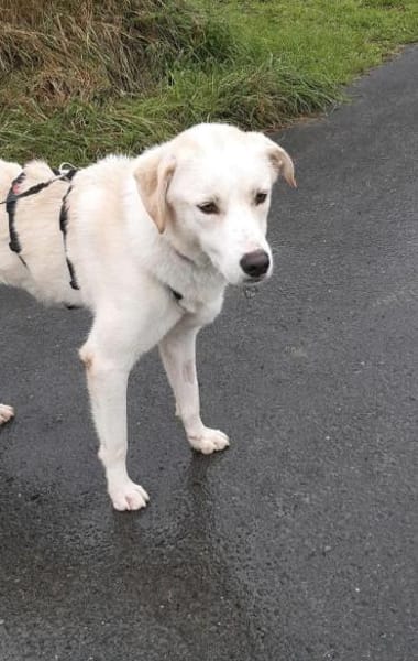 Der große, tolle Dawn sucht sein Zuhause