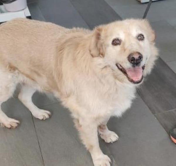 Der liebe Marzipan ist noch fit