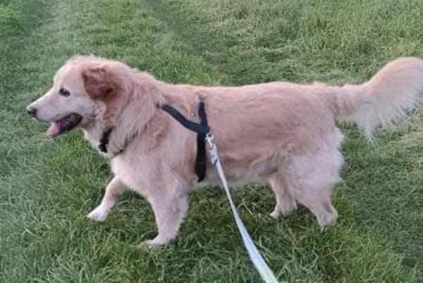 Der liebe Marzipan ist noch fit