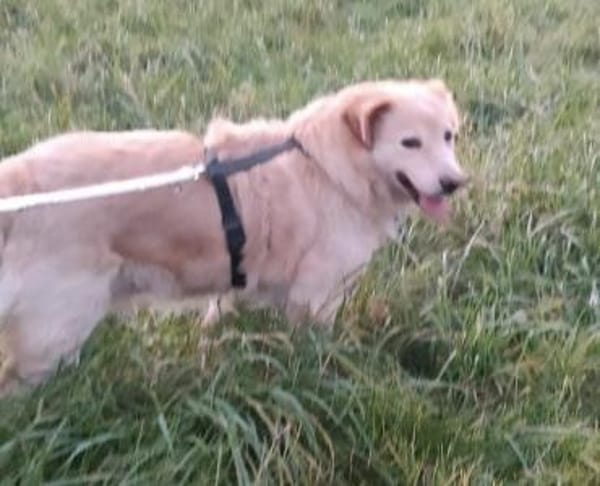 Der liebe Marzipan ist noch fit