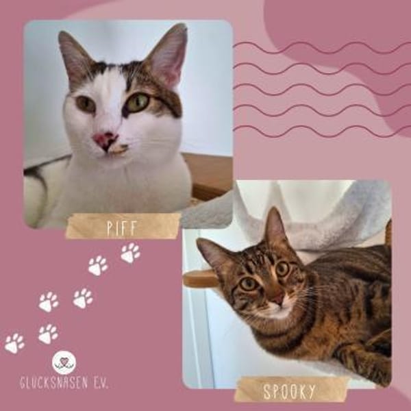 SOS - Kater Piff und Spooky warten