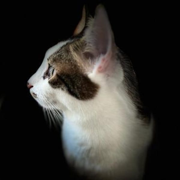 SOS - Kater Piff und Spooky warten