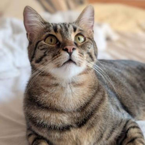 SOS - Kater Piff und Spooky warten