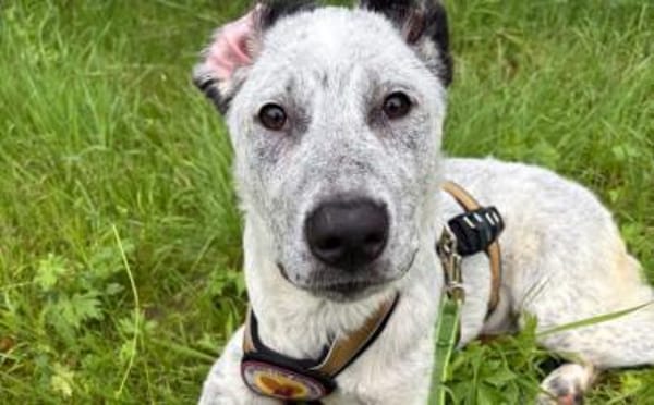 Heller Stern Serafina