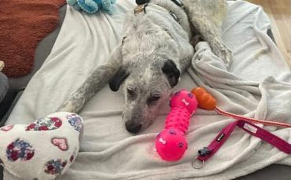 Heller Stern Serafina