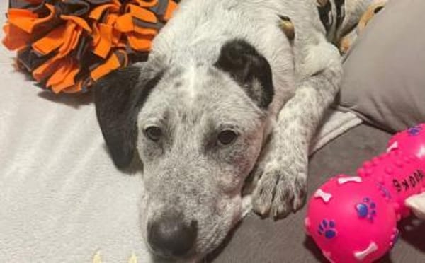 Heller Stern Serafina