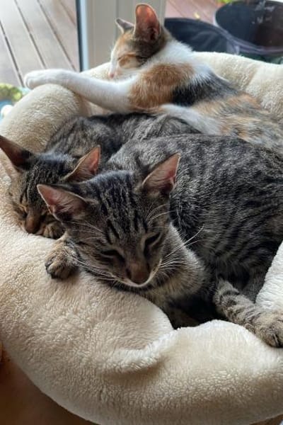 Effi & Chris  doppelter Katzenzauber 😺