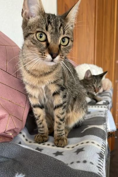 Effi & Chris  doppelter Katzenzauber 😺