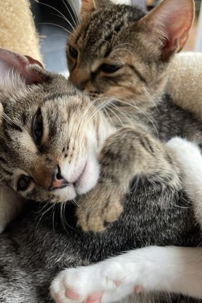 Effi & Chris  doppelter Katzenzauber 😺